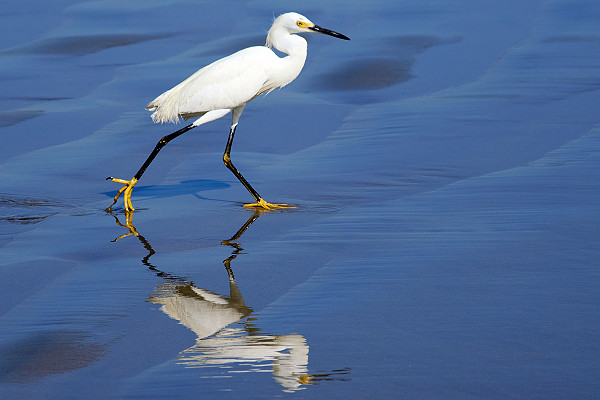 Snowy Egret With Reflection