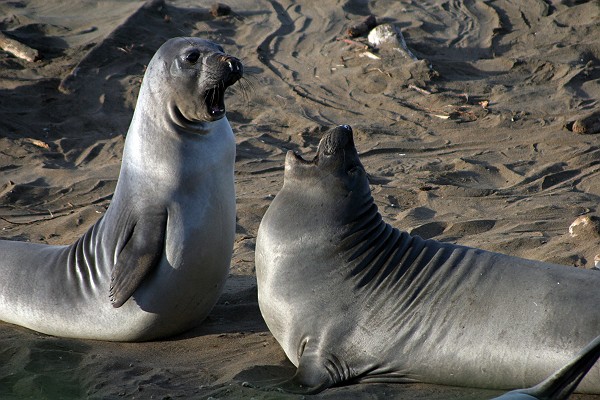 Two Elephant Seal Pups