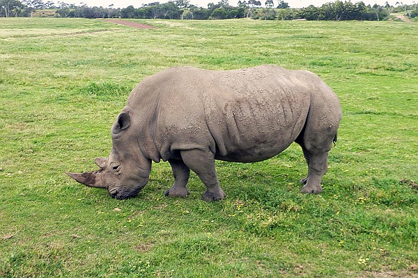 White Rhino at Werribee Zoo