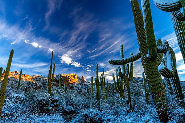 Winter Snow on Saguaro Cactus