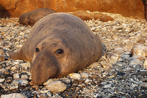 Young Male Elephant Seal