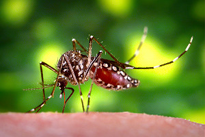 Aedes Aegypti Mosquito Ver2