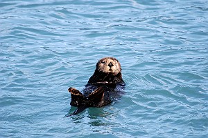 Another Cute Fluffy Sea Otter