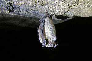 Brown Bat With White-Nose Syndrome