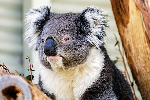 Contemplative Koala