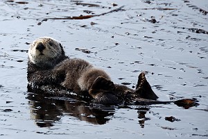 Cute Fluffy Sea Otter