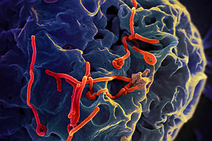 Ebola Virus Particles On A Larger Cell