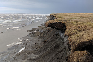 Eroding Coastal Permafrost Bluff In Alaska