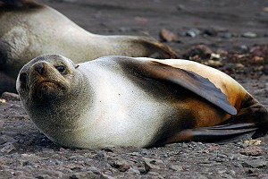 Female Antarctic Fur Seal