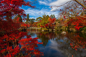Japanese Red Leaf Maple Trees