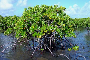 Mangroves Growing in Guam