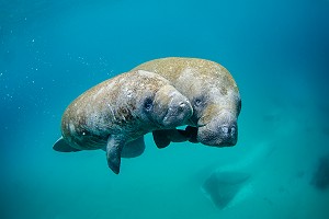 Mother Manatee and Calf