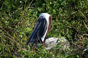 Pelican in Nesting in the Galapagos Islands