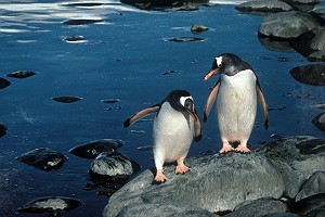 Vintage Gentoo Penguins on Seal Island