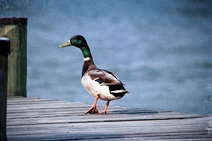 Vintage Mallard Duck on a Pier