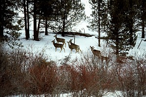 Wintering Mule Deer in Oregon