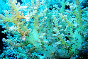 Yellowish White Soft Coral