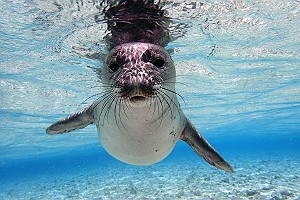 Young Monk Seal Underwater